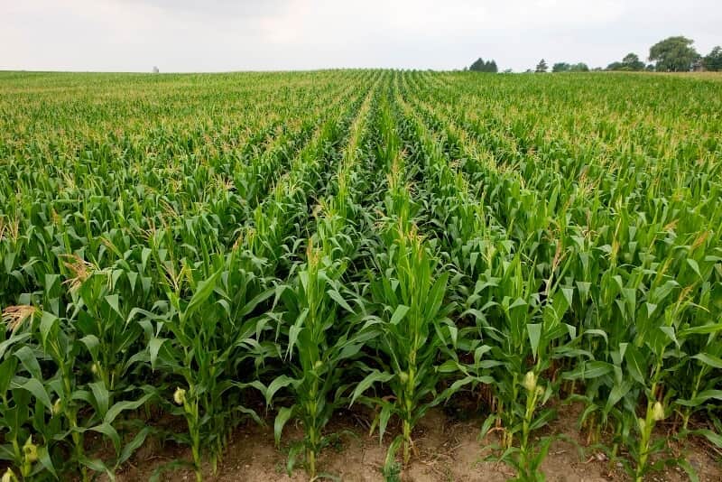 agricultura